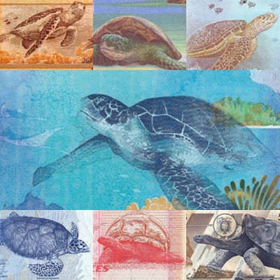 Ciekawe motywy na banknotach: Żółwie
